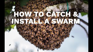 How to Catch &amp; Install a Swarm