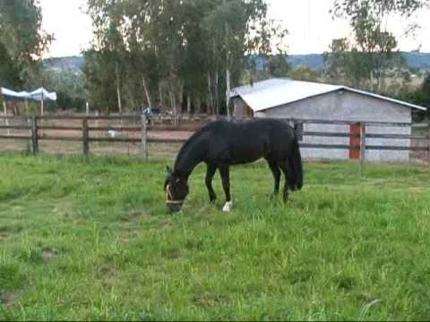 Cabanha Dom Alvo - BT Quixote II