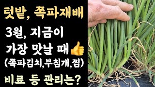 텃밭, 쪽파재배???? 3월, 지금이 가장 만날 때???? 비료 등 관리는?