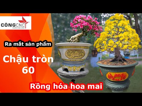 Bộ Chậu Tròn Thích Hợp Cho Dịp Tết