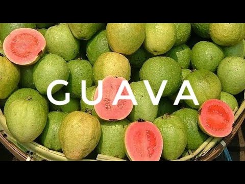 download lagu mp3 mp4 Guava Botanical Name And Family, download lagu Guava Botanical Name And Family gratis, unduh video klip Guava Botanical Name And Family