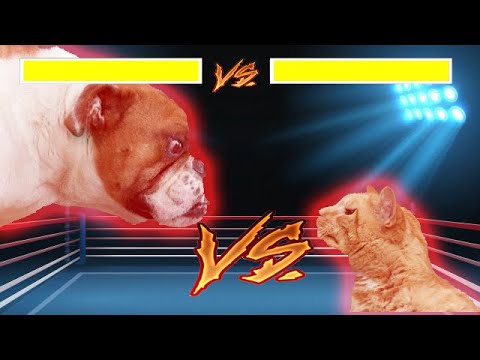 STREET FIGHTER VERSION ANIMALES COMPILATION 2019
