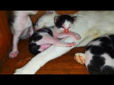 সন্তানের প্রতি মায়ের ভালোবাসা 🥰🥰🥰Mother's love //#cat //Amatullah Mozida