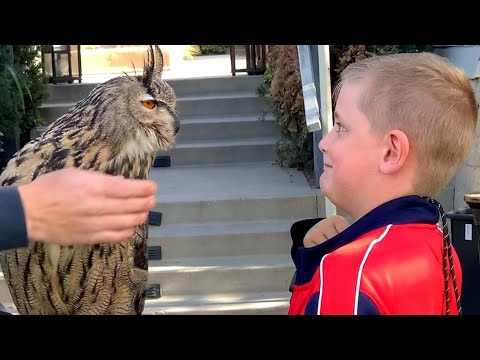 Superb Owls! ????| BEST Compilation of Amazing OWLS