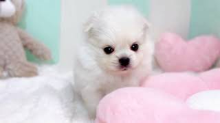 ハーフ犬の動画01