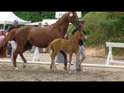 Captain Morgan  (HF vom Colman x Askari) Juni 2018 Präsentation Völz