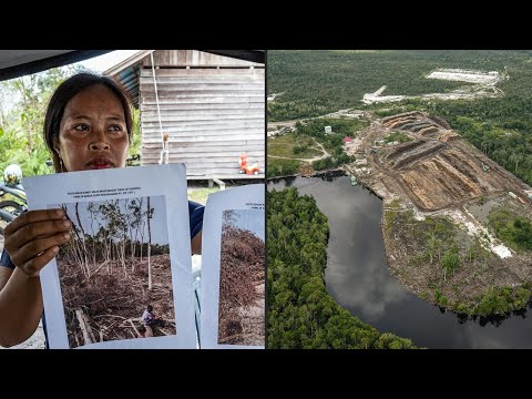Video Thumbnail: Indonesia orangutan forest cleared for 'carbon-neutral' packaging firm | AFP