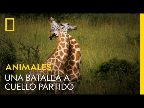 JIRAFAS - UNA BATALLA A CUELLO PARTIDO| NATIONAL GEOGRAPHIC ESPAÑA
