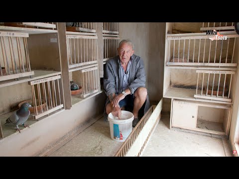 National WHZB/TBOTB 2021 Winners - 1st Ace Pigeon One Day Long Distance: R. & S. Fokkinga, Harkema