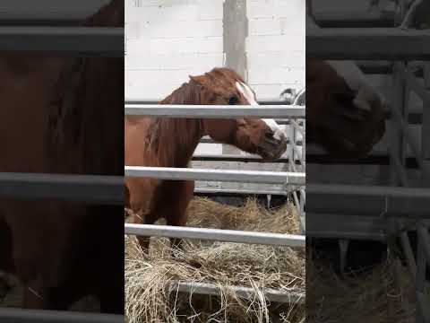 jaka wredna kobyła 🙈