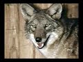 Disney S The Nashville Coyote Season 19 Ep 3