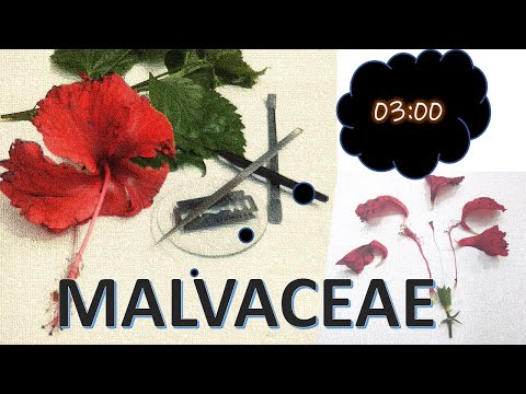 MALVACEAE in 3 minutes #Malvaceae #Hibiscus #gmmomincol