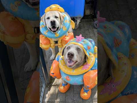 Sie wollten wegschwimmen 😭 Lieblingsfutter von @rinti.hundefutter/anzeige #haustiere #tiere #hunde