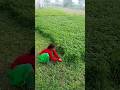 Barsim Ki Kheti Kaise Karen Barsim Ki Pahli Katai Kitne Dino Bad Karni Chahie Education Farmers