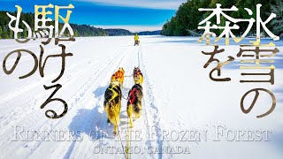 氷雪の森を駆けるもの｜カナダ・オンタリオ 犬ぞり体験