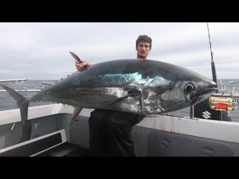 BIG BLUEFIN TUNAS!! INSANE BAIT BALL ACTION