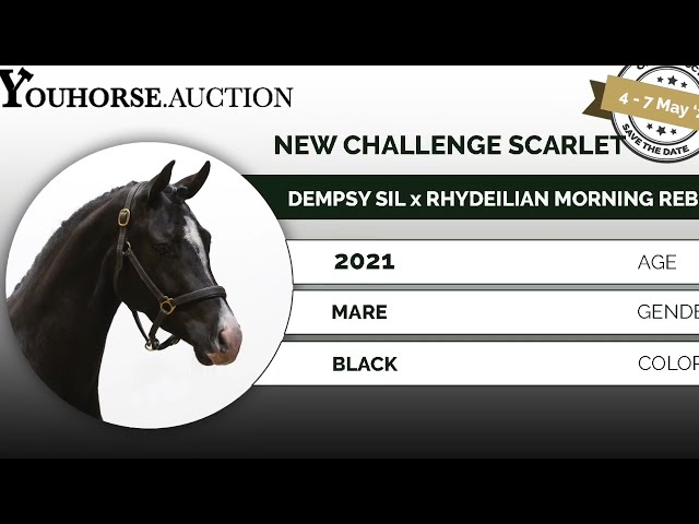New Challenge Scarlett under the saddle