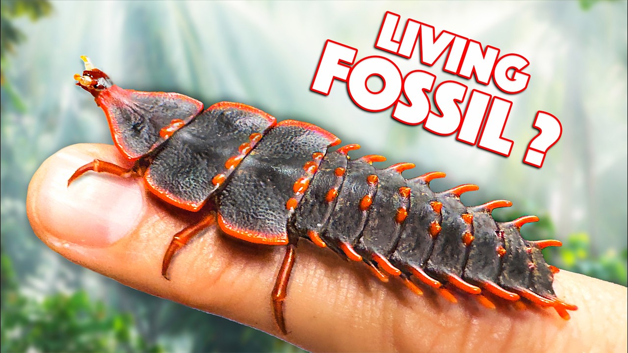 Prehistoric Creature FOUND ALIVE! (Trilobite Beetle)