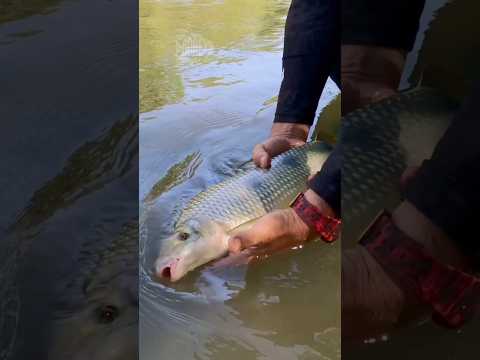 🎣🔥 PIAPARA BRUTA na CORREDEIRA! — Peguei, briguei e devolvi pro Rio dos Bois! 🐟💨