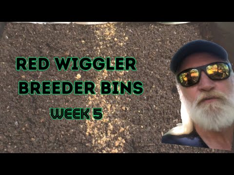 Incredible Breeder Bin Results with Red Wigglers in 5 Weeks!