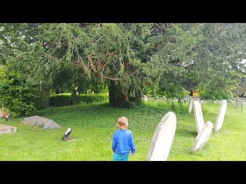 History with Chris: Thorley's 1,000 year old yew tree