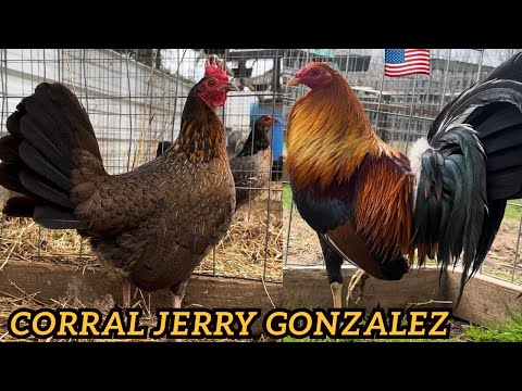 Corral Jerry Gonzalez SAG FARMS - Big Farm in Arkansas