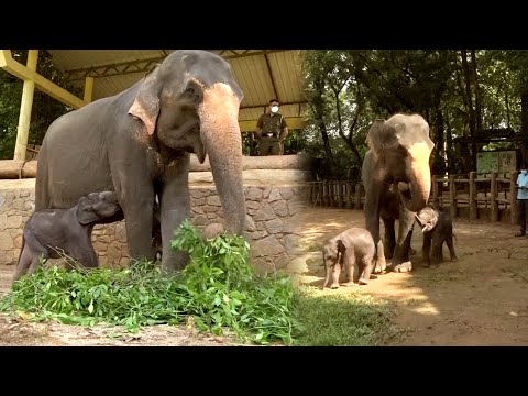 Adorable Twin baby Elephants fascinate the people with their cute gestures