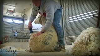 Sheep Shearing School
