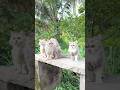Doll Face Persian Kittens Persian Cat Cats For Life Kittens For Sale Cat Videos Cat