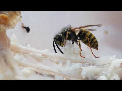 Sulten hveps i Skagen 2021