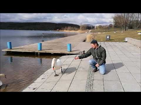 Zittau Germany Oberlausitz 2020 Schwanenpaar am Olbersdorfer See (Bernstadtbilder)