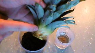 Ananas pflanzen ~ Neuer Versuch~ bewurzeln und einpflanzen! Part#2