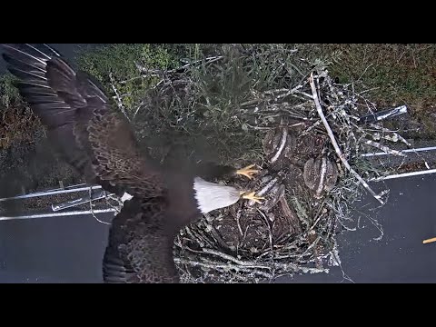 Bald Eagle swipes Osprey chick off the nest while mother in persuit  (2 cams) 2022 06 15 19 41 09 33