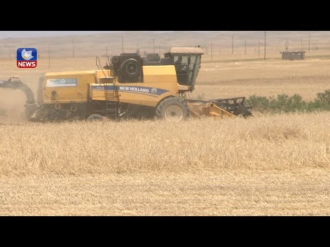 بەڤیدیۆ.. سەرباری ئاستەنگەکان، جووتیارانی کورد لە سنوری پارێزگای کەرکوک بەرھەمی دانەوێڵە دروێنە دەکەن