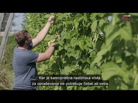 SPAR KOT NEKOČ – OHRANJANJE AVTOHTONIH VRST FIŽOLA