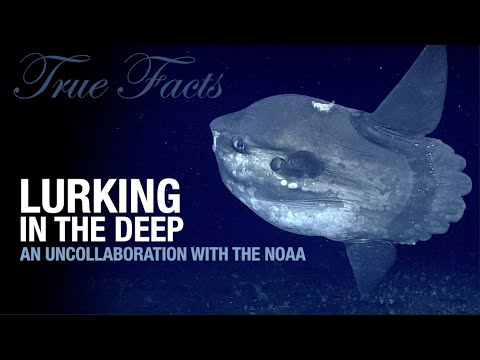 True Facts: Lurking in the Deep