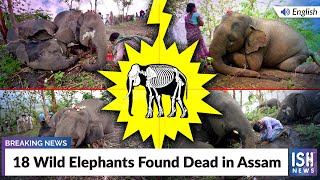 18 Wild Elephants Found Dead in Assam