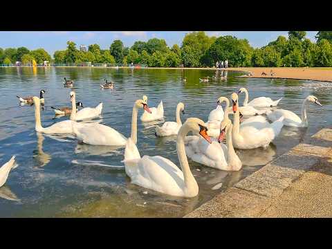 London Royal Parks Summer 2024 🦢 Kensington Gardens to Hyde Park Walk · 4K HDR
