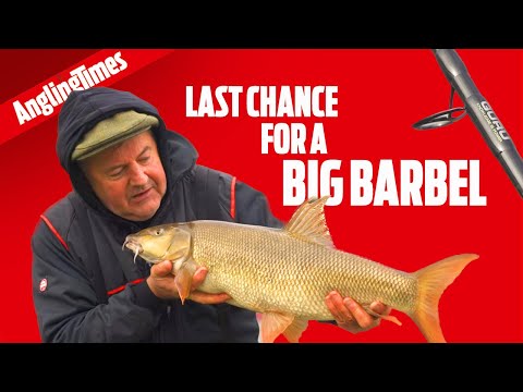 Trent winter barbel fishing - just take a look at these!