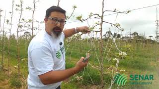 PODA E CONDUÇÃO DE FRUTÍFERAS