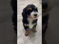 Mini Bernedoodle dogs for sale: Mia - Video 1