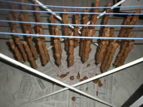 CHURCHXELA , GEORGIAN '' SNEAKERS''