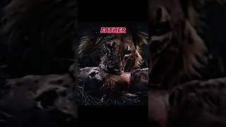 Mr T and Broken Nose | Son &amp; Father #mapogo #lions #wildlife #krugernationalpark #sabisands #lion