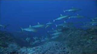Sharks 3D (2004) Video