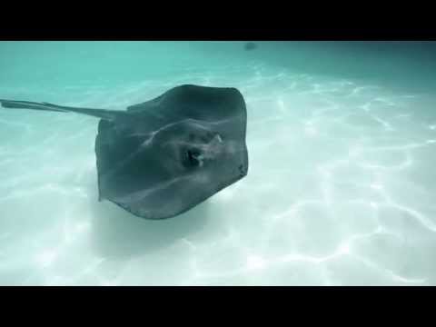 STINGRAY ATTACK - 4K