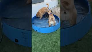 Video preview image #1 Mutt Puppy For Sale in Goodyear, AZ, USA