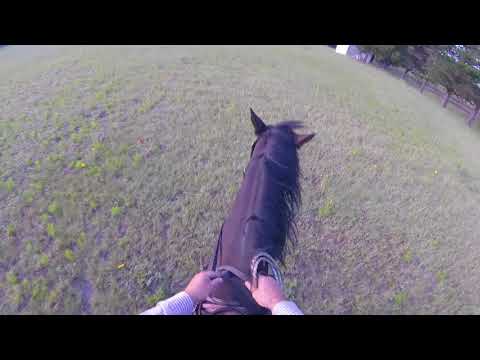 Pesky's workout sun morn trot anti clockwise 10 12 2017 005