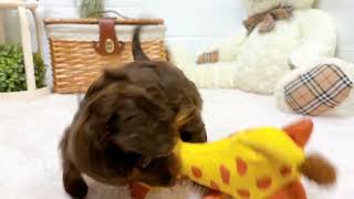 ミニチュアダックスの動画01