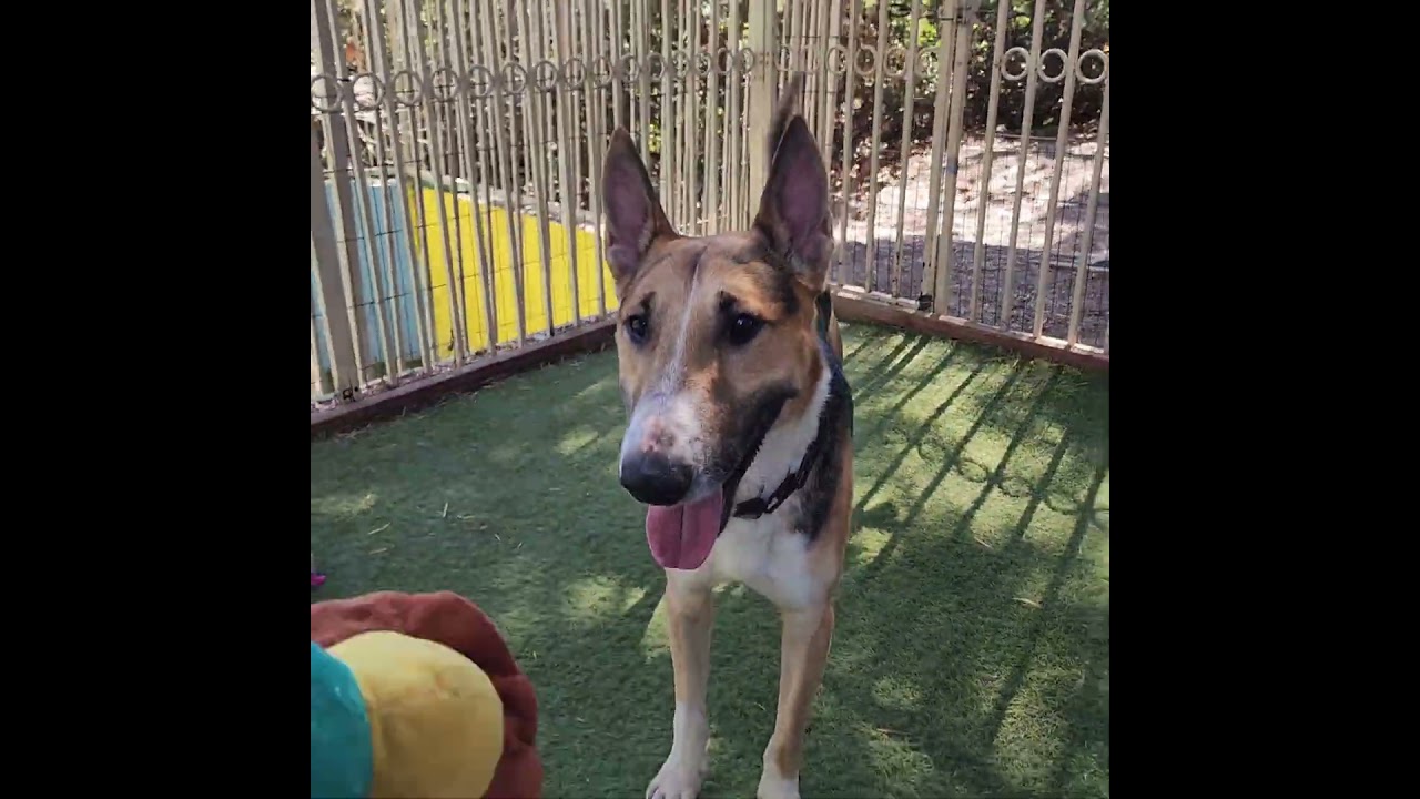 Enlarge Artie (C000-502) - Costa Mesa Location, a Adoptable mixed breed in Chino Hills, CA video 6/6