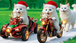 Mama Cat Trims Fur on the Farm and Makes Tiger Hat For Kittens At Home🐾🎩🐯